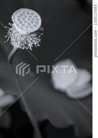 黑白蓮花 黑白蓮花 138517093