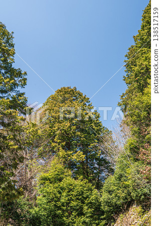 Forest scenery at the site of Azuchi Castle, Azuchi, Omihachiman City, Shiga Prefecture Forest scenery at the site of Azuchi Castle, Azuchi, Omihachiman City, Shiga Prefecture 138517159