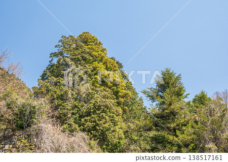 Forest scenery at the site of Azuchi Castle, Azuchi, Omihachiman City, Shiga Prefecture 138517161