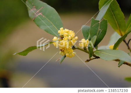 月桂花 138517230