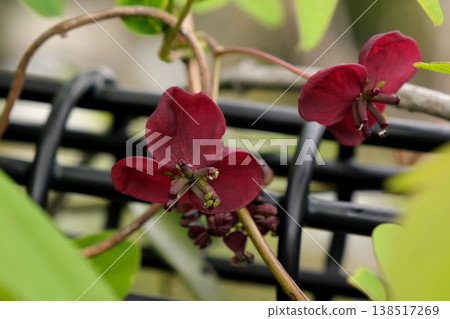 Artichoke flower Artichoke flower 138517269