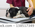 Mighty, a Boston Terrier, during a health checkup. 138517349