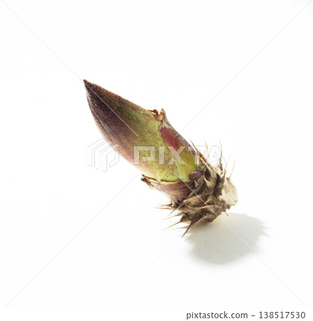 Aralia sprouts (studio photography) 138517530