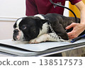 Mighty, a Boston Terrier, during a health checkup. 138517573