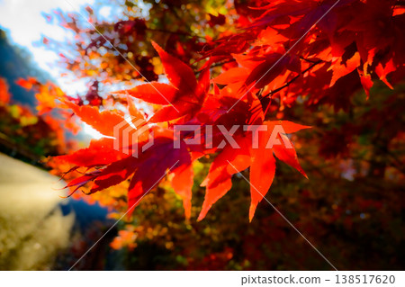 The vibrant autumn leaves of maple trees are translucent in the autumn sunlight. The vibrant autumn leaves of maple trees are translucent in the autumn sunlight. 138517620