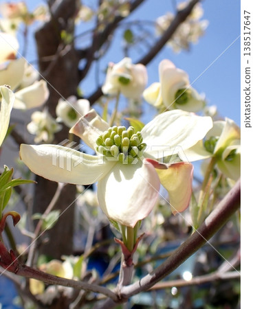 Dogwood Dogwood 138517647
