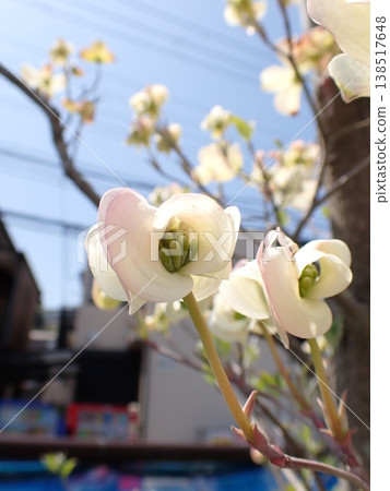 Dogwood Dogwood 138517648