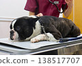 Mighty, a Boston Terrier, during a health checkup. 138517707