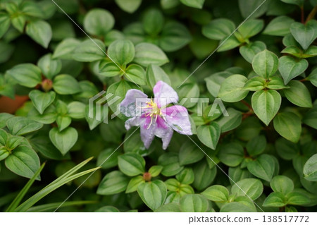 Showy Tradescantia Flower and Green Leaves Showy Tradescantia Flower and Green Leaves 138517772