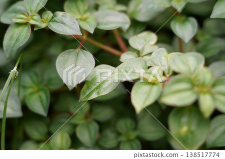Radiator Plant Close Up Fresh Green Leaves 138517774