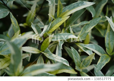 Variegated Plant Close Up Green and White Leaves 138517775