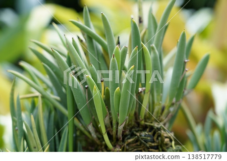 Pencil Orchid Plant Close Up Dendrobium teretifolium Pencil Orchid Plant Close Up Dendrobium teretifolium 138517779