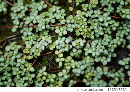 Mind Your Own Business Plant Close Up Mind Your Own Business Plant Close Up 138517781