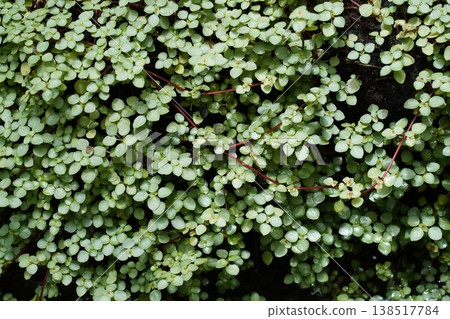 Mind Your Own Business Plant Ground Cover Photography Mind Your Own Business Plant Ground Cover Photography 138517784