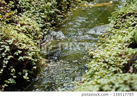 Babys Tears Plants Beside a Flowing Stream Babys Tears Plants Beside a Flowing Stream 138517785