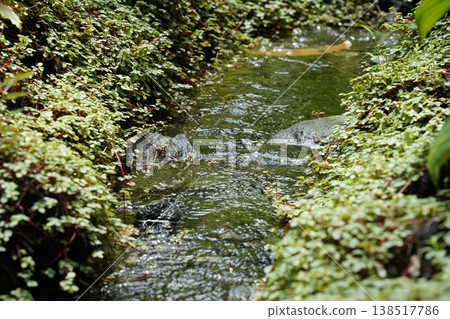 Water Flowing Through Lush Green Plants Over Rocks Water Flowing Through Lush Green Plants Over Rocks 138517786
