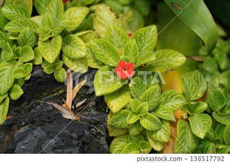 Episcia cupreata Flame Violet close-up photo 138517792