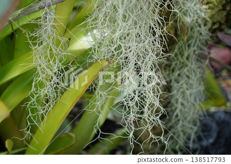 Spanish Moss and Greenery Nature Close Up View Spanish Moss and Greenery Nature Close Up View 138517793