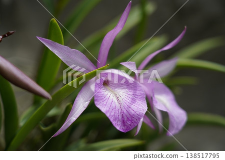 Beautiful Cattleya Orchid Blossom Close Up Photography 138517795