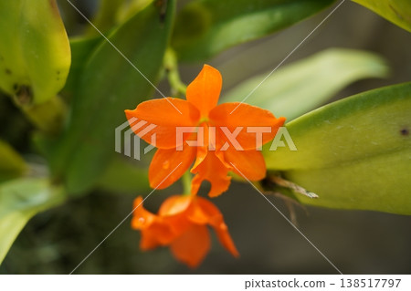Vibrant Orange Cattleya Orchid in Bloom Vibrant Orange Cattleya Orchid in Bloom 138517797