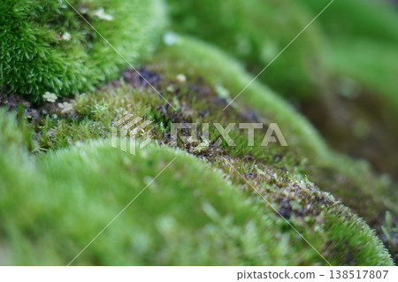 Lush Green Moss Macro Close-up Nature Scene Lush Green Moss Macro Close-up Nature Scene 138517807