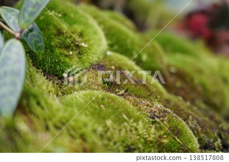 Lush Green Moss Close Up Natural Forest Floor Detail Lush Green Moss Close Up Natural Forest Floor Detail 138517808