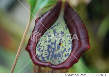 Nepenthes Pitcher Plant Close Up Carnivorous Plant Detail 138517811