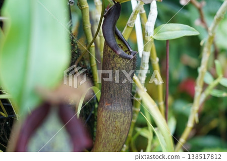 Nepenthes Pitcher Plant Close Up Tropical Flora 138517812