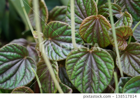 Close up of Ripple Peperomia Plant Leaves 138517814