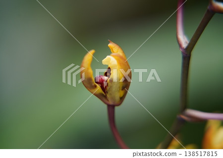 Bulbophyllum Orchid Close Up Yellow and Red Flower Bulbophyllum Orchid Close Up Yellow and Red Flower 138517815