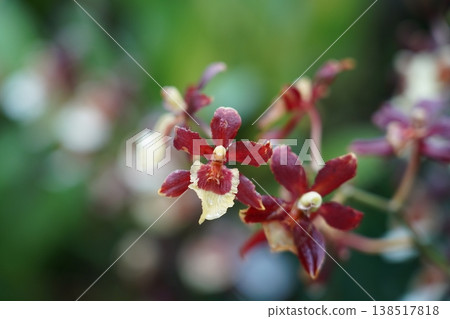 Maroon and Cream Orchid Flower Close Up Photo Maroon and Cream Orchid Flower Close Up Photo 138517818
