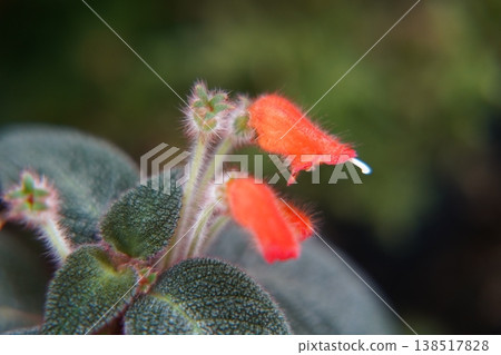 Beautiful Red Lipstick Plant Aeschynanthus Radicans Beautiful Red Lipstick Plant Aeschynanthus Radicans 138517828