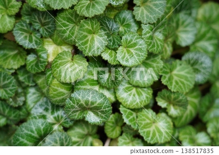 Asarabacca Ground Cover Plant Beautiful Garden Greenery Asarabacca Ground Cover Plant Beautiful Garden Greenery 138517835