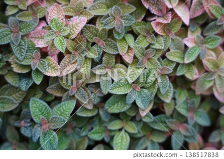 Close up view of Pilea involucrata friendship plant Close up view of Pilea involucrata friendship plant 138517838
