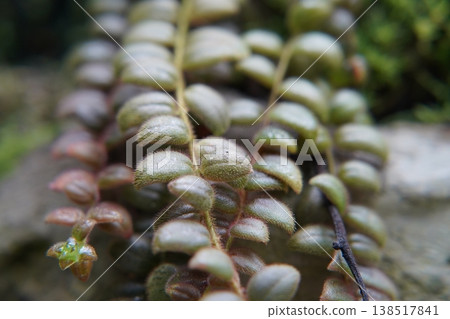 Beautiful close up of a Dischidia plant 138517841