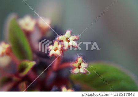 Blooming Pentas lanceolata Flowers Macro View 138517848