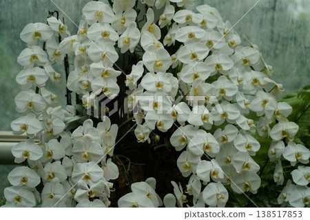 Abundance of White Moth Orchids Blooming Beautifully Abundance of White Moth Orchids Blooming Beautifully 138517853