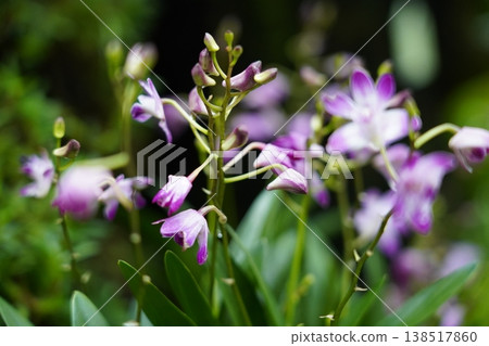 Purple and White Dendrobium Orchid Flowers Blooming Purple and White Dendrobium Orchid Flowers Blooming 138517860