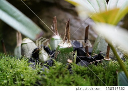 Miniature Bulb Close Up Green Moss Black Rocks 138517862