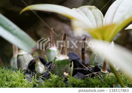 Bulbophyllum Orchid Bulb Garden Still Life 138517863