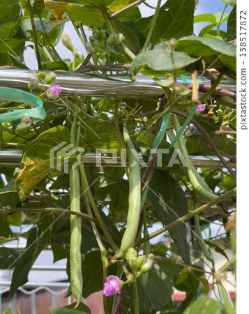 Green French Bean Pods Phaseolus Vulgaris With Purple Flowers In Garden Green French Bean Pods Phaseolus Vulgaris With Purple Flowers In Garden 138517872