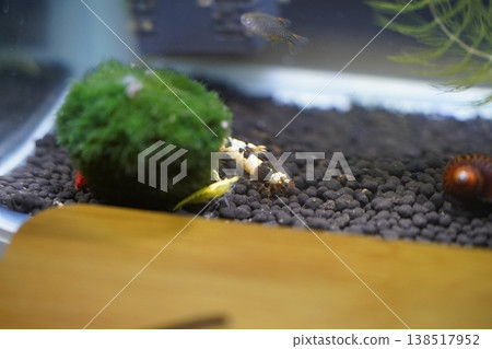 Aquarium Scene Featuring Shrimp and Fish Close Up Aquarium Scene Featuring Shrimp and Fish Close Up 138517952
