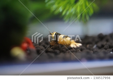 Black Bee Shrimp Closeup Aquarium Photography Black Bee Shrimp Closeup Aquarium Photography 138517956