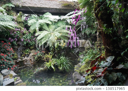 Lush Botanical Garden Scene with Ferns and Orchids 138517965