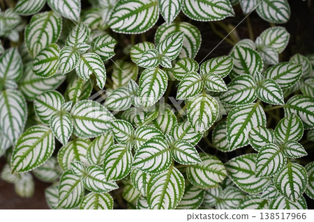 Close up of Aluminum Plant Pilea Cadierei with Silver Markings 138517966