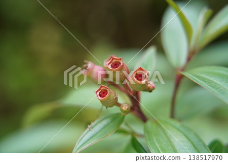 Close-up of Heterocentron Elegans Blooming Flowers Close-up of Heterocentron Elegans Blooming Flowers 138517970