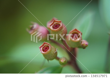 Close Up of Melastoma Flowers Budding with Red Centers Close Up of Melastoma Flowers Budding with Red Centers 138517971