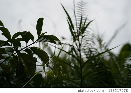 Lush Green Foliage and Tropical Ferns in Natural Setting Lush Green Foliage and Tropical Ferns in Natural Setting 138517978