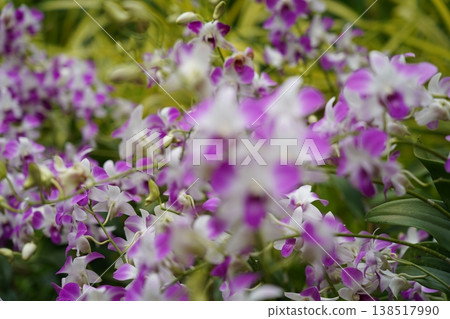 Abundance of Purple and White Dendrobium Orchid Blooms Abundance of Purple and White Dendrobium Orchid Blooms 138517990