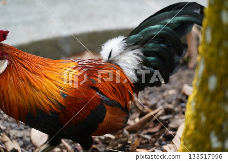 Beautiful rooster with colorful feathers outdoors nature Beautiful rooster with colorful feathers outdoors nature 138517996